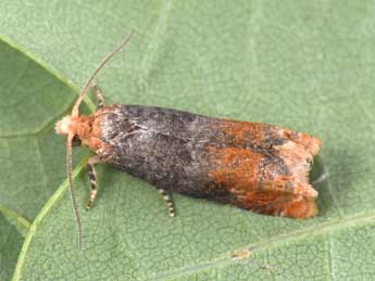 Lepteucosma huebneriana Ko�ak adulte - �Philippe Mothiron