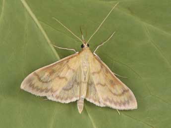 Paratalanta hyalinalis Hb. adulte - �Philippe Mothiron