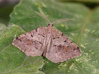 Macaria ichnusae Govi & Fiumi adulte - �Lionel Taurand