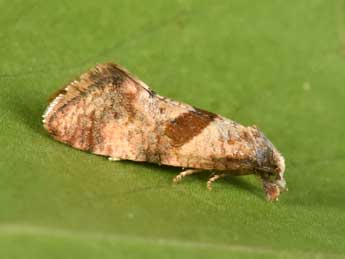 Cochylidia implicitana Wocke adulte - �Philippe Mothiron