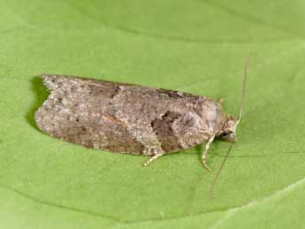 Eana incanana Stph. adulte - �Philippe Mothiron