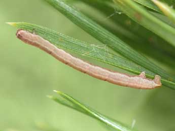  Chenille de Eupithecia indigata Hb. - �Philippe Mothiron