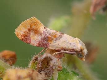 Diceratura infantana Kennel adulte - �Lionel Taurand