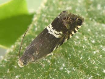 Grapholita internana Gn. adulte - �Philippe Mothiron