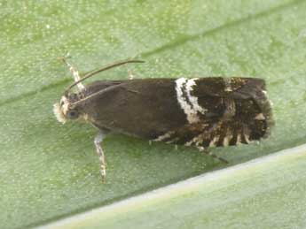 Grapholita internana Gn. adulte - �Philippe Mothiron