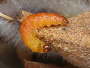  Chenille de Grapholita internana Gn. - �Patrick Clement