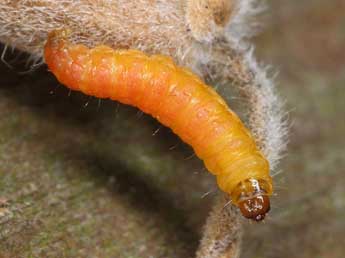  Chenille de Grapholita internana Gn. - �Patrick Clement