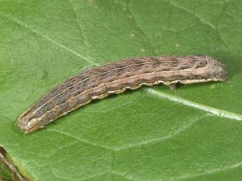  Chenille de Noctua interposita Hb. - �Philippe Mothiron