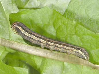  Chenille de Noctua interposita Hb. - �Philippe Mothiron