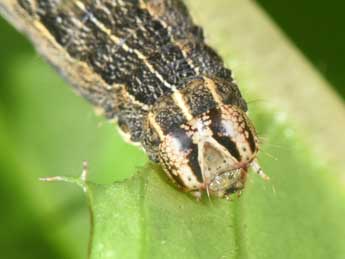  Chenille de Noctua interposita Hb. - �Philippe Mothiron