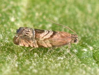 Cydia interscindana M�schl. adulte - �Philippe Mothiron