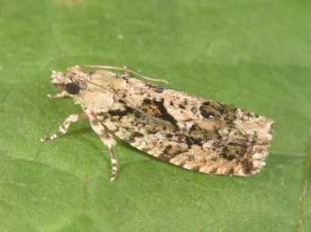 Zeiraphera isertana F. adulte - �Philippe Mothiron