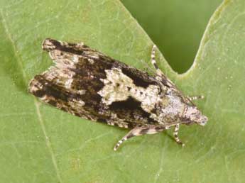 Zeiraphera isertana F. adulte - �Philippe Mothiron