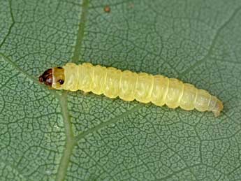  Chenille de Ancylis laetana F. - �Patrick Clement