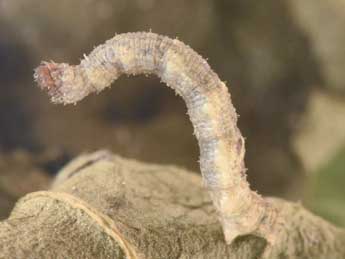  Chenille de Idaea laevigata Scop. - �Philippe Mothiron