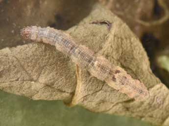  Chenille de Idaea laevigata Scop. - �Philippe Mothiron