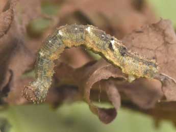  Chenille de Idaea laevigata Scop. - �Philippe Mothiron