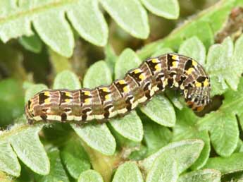  Chenille de Callopistria latreillei Dup. - �Philippe Mothiron