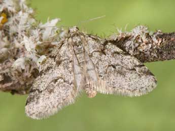 Tephronia lhommaria Cleu adulte - �Philippe Mothiron