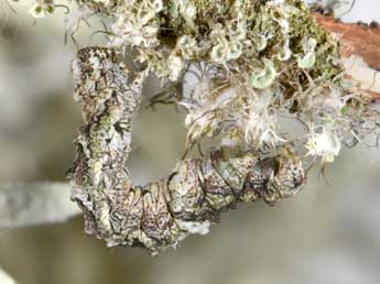  Chenille de Tephronia lhommaria Cleu - �Philippe Mothiron