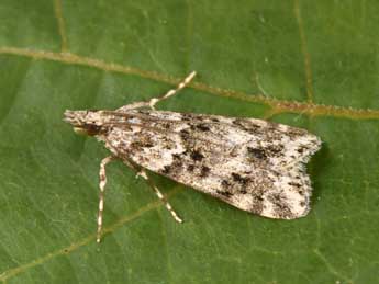 Eudonia lineola Curt. adulte - �Philippe Mothiron