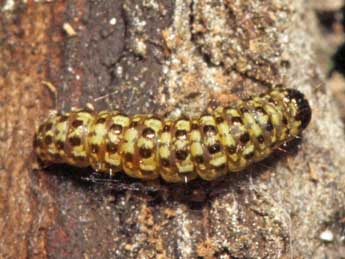  Chenille de Eudonia lineola Curt. - �Simon Th�venin