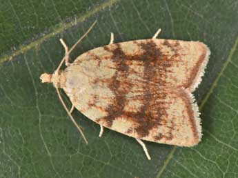 Aleimma loeflingiana L. adulte - �Philippe Mothiron