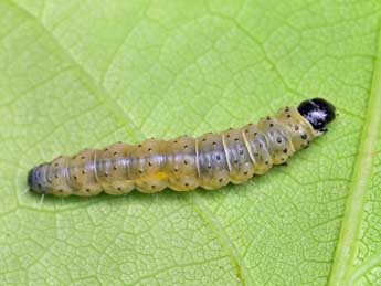  Chenille de Aleimma loeflingiana L. - �Patrick Clement