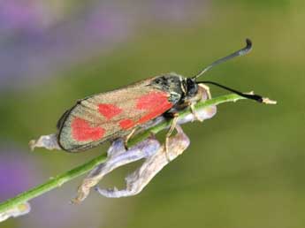 Zygaena loti D. & S. adulte - �Philippe Mothiron