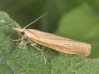 Catoptria lythargyrella Hb. adulte - �Philippe Mothiron