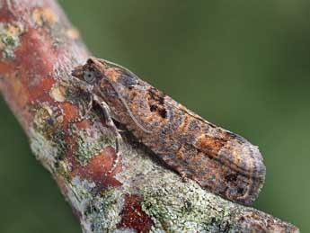 Epinotia maculana F. adulte - �Patrick Clement