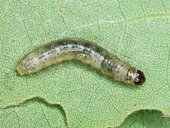  Chenille de Epinotia maculana F. - �Patrick Clement