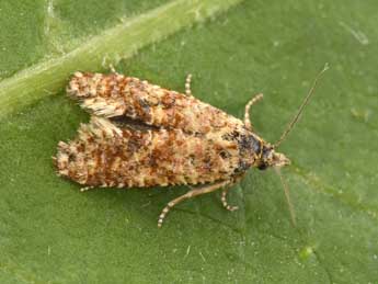 Aethes margarotana Dup. adulte - �Philippe Mothiron