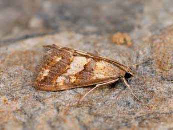 Evergestis marionalis Lrt adulte - �Lionel Taurand