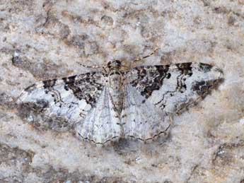 Catarhoe mazeli Viidalepp adulte - �Dierk Baumgarten