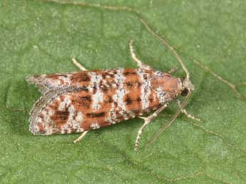 Rhyacionia miniatana Stgr adulte - �Philippe Mothiron