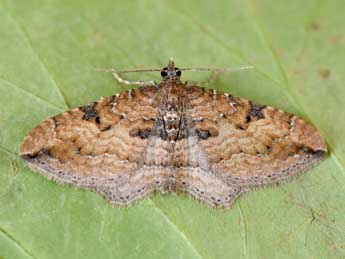 Nycterosea obstipata F. adulte - �Philippe Mothiron