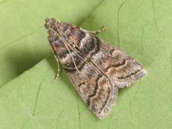 Acrobasis obtusella Hb. adulte - �Philippe Mothiron