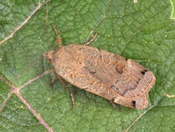 Noctua orbona Hfn. adulte - �Philippe Mothiron