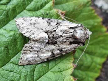 Pabulatrix pabulatricula Brahm adulte - �Sylvain Lethuillier