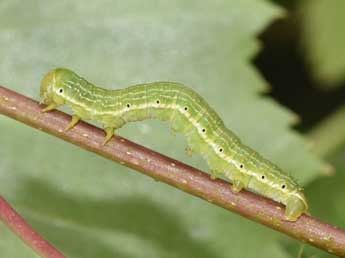  Chenille de Archiearis parthenias L. - �Philippe Mothiron