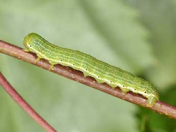  Chenille de Archiearis parthenias L. - �Philippe Mothiron