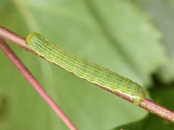  Chenille de Archiearis parthenias L. - �Philippe Mothiron