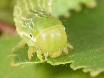  Chenille de Archiearis parthenias L. - �Philippe Mothiron