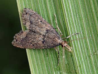 Diplopseustis perieresalis Wlk. adulte - �Patrick Clement