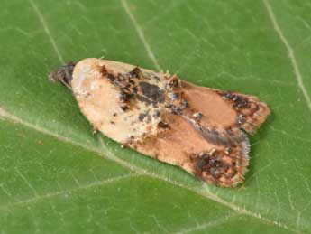 Acleris permutana Dup. adulte - �Philippe Mothiron