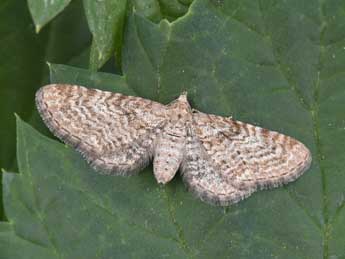 Eupithecia pernotata Gn. adulte - �Philippe Mothiron