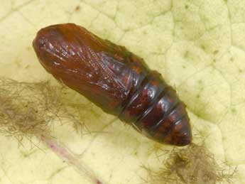  Chrysalide de Syntomis phegea L. - �Philippe Mothiron