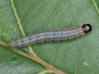  Chenille de Sparganothis pilleriana D. & S. - �Patrick Clement
