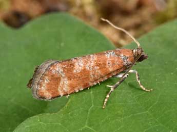 Rhyacionia pinivorana Z. adulte - �Philippe Mothiron